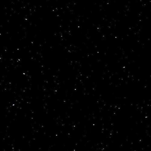 P004 Perna Black